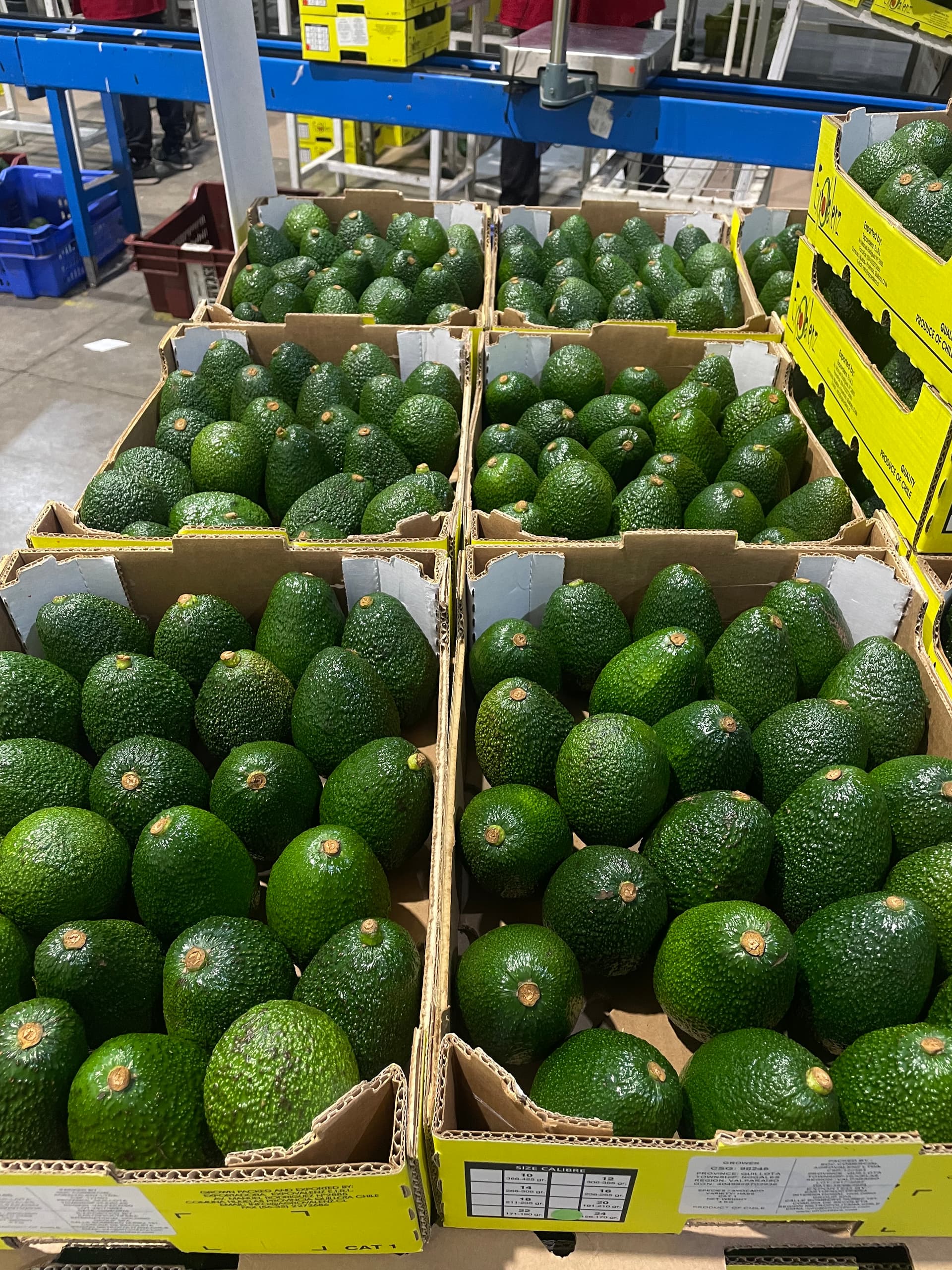 Apoyamos tu exportación de Palta Hass