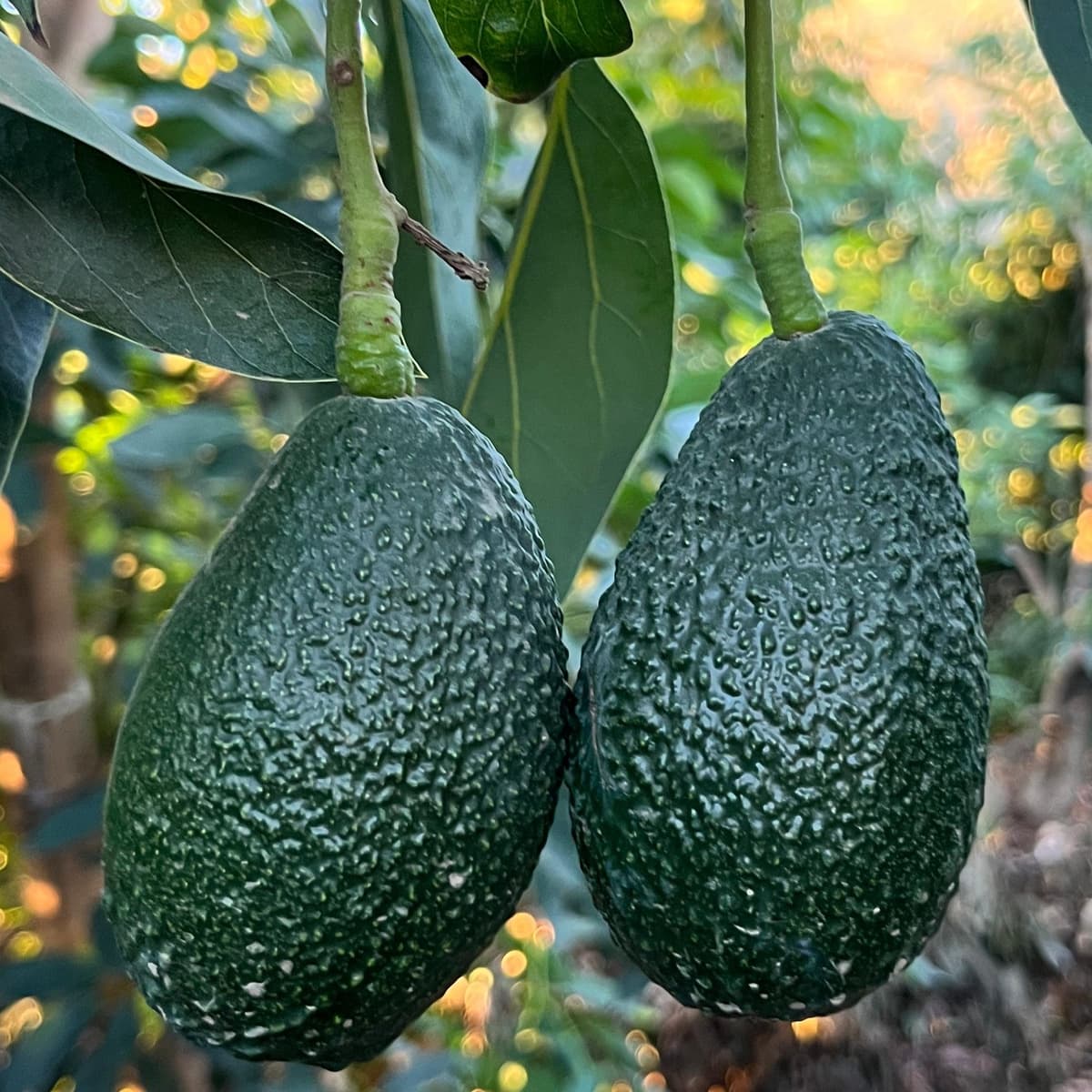 Palta Hass Chilena