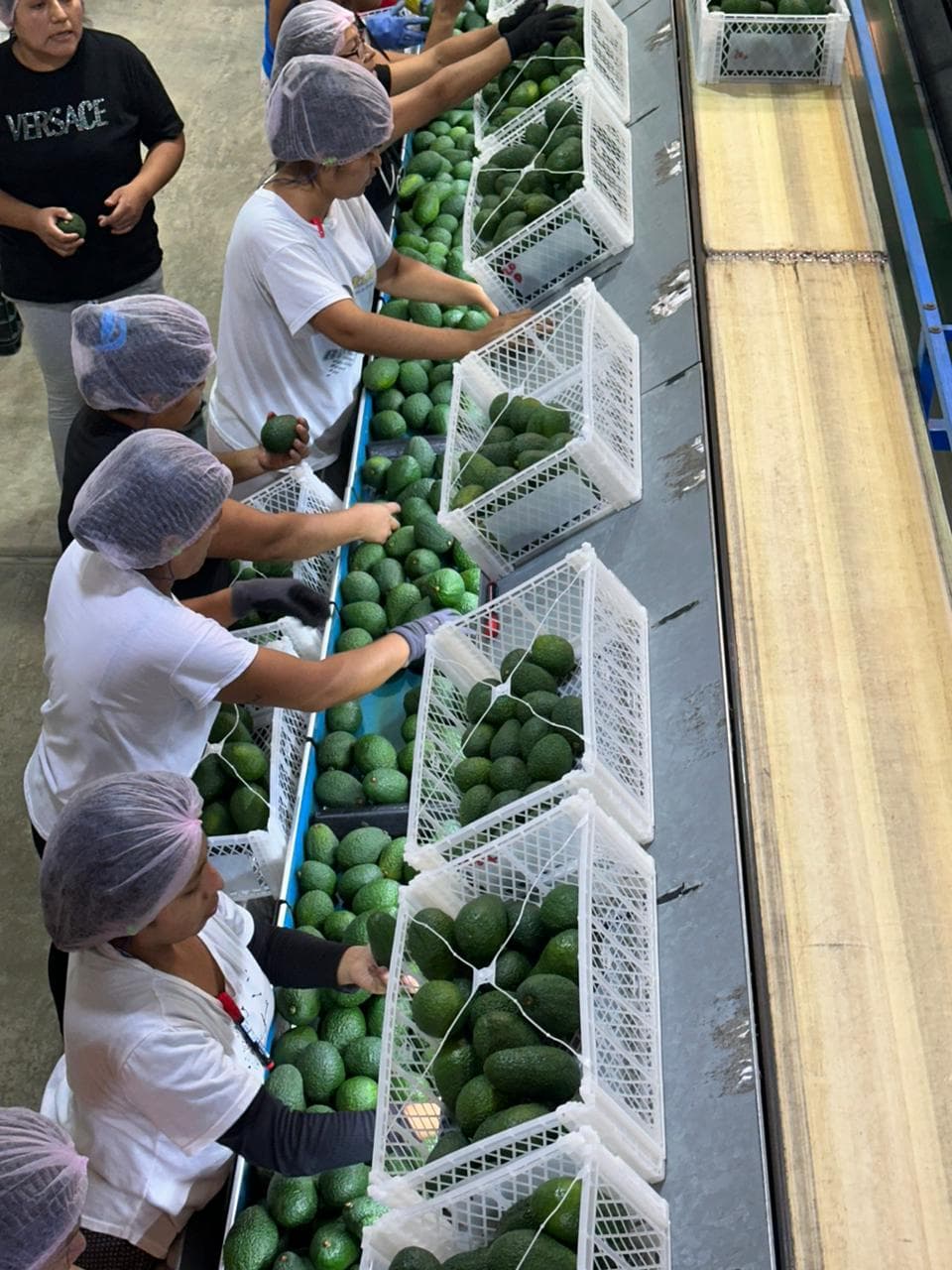 Palta Hass Peruana
